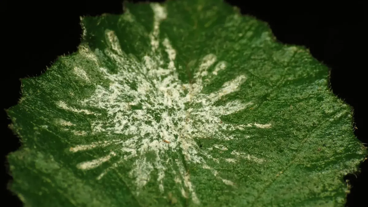   Entomopathogenic_Fungus