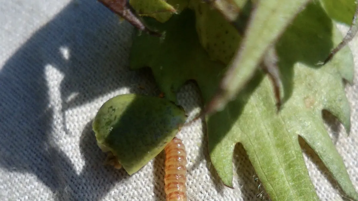 Larva de gusano rosado