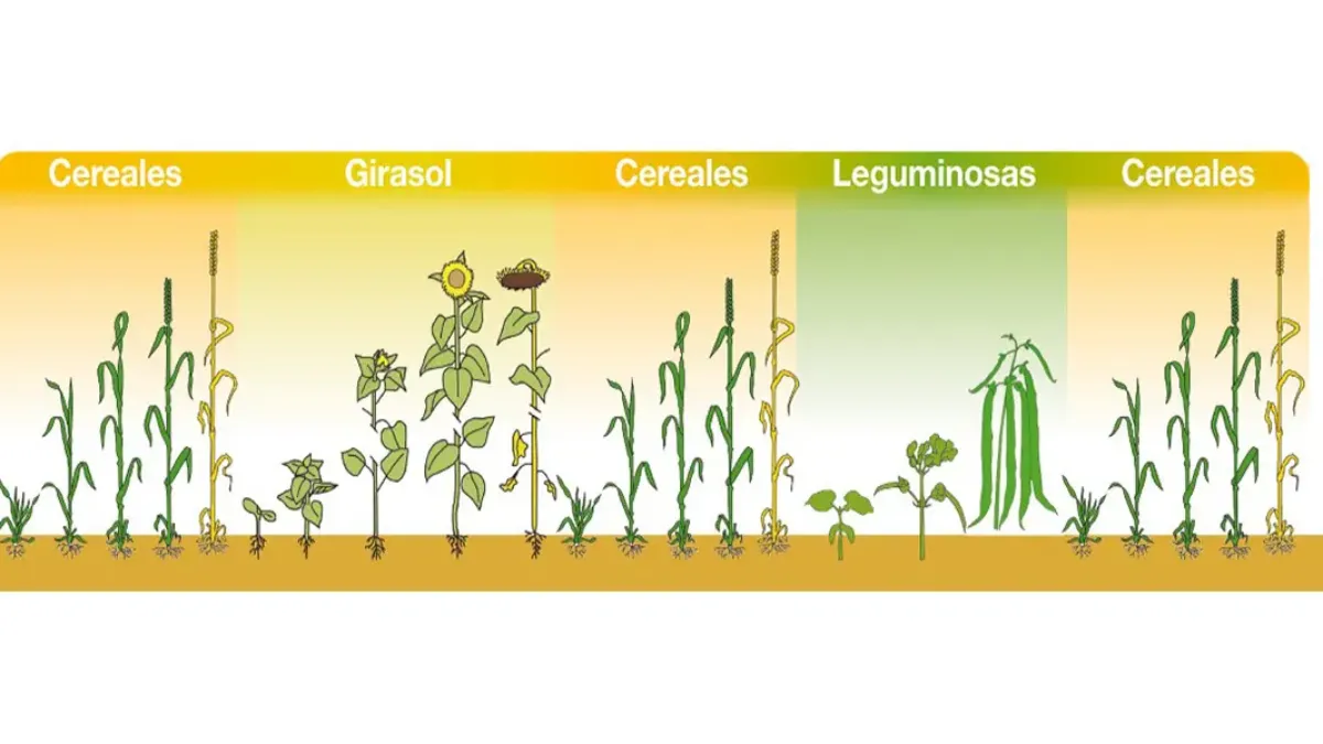   rotation-cultivos_agroportal-infographic