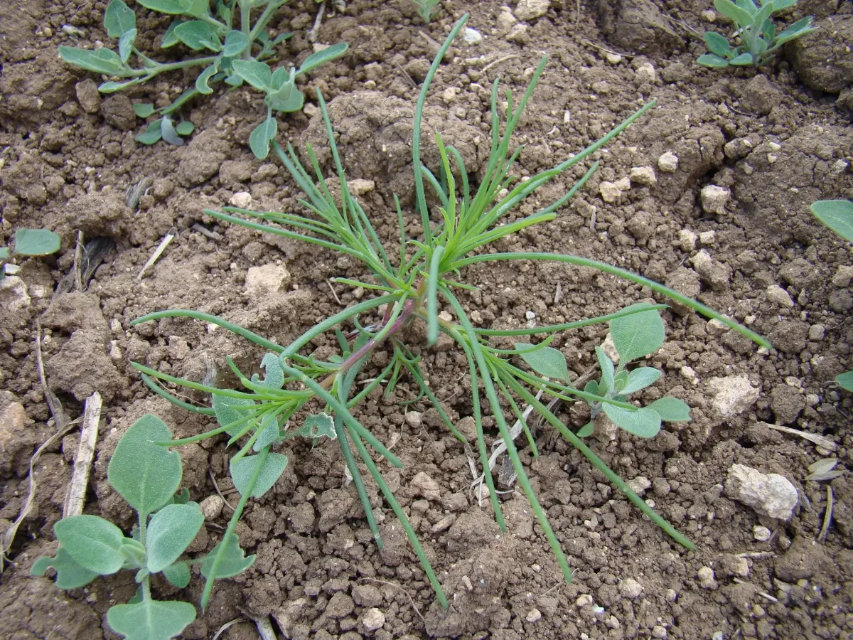 center-overlay-pic