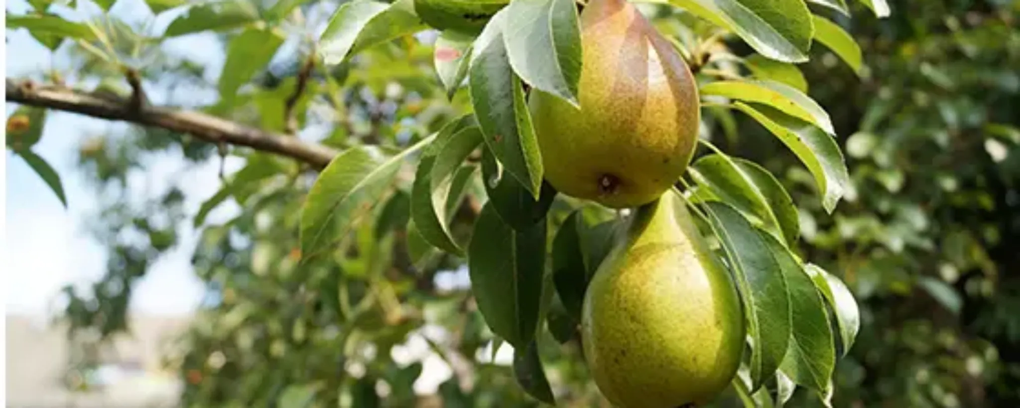 Frutales
