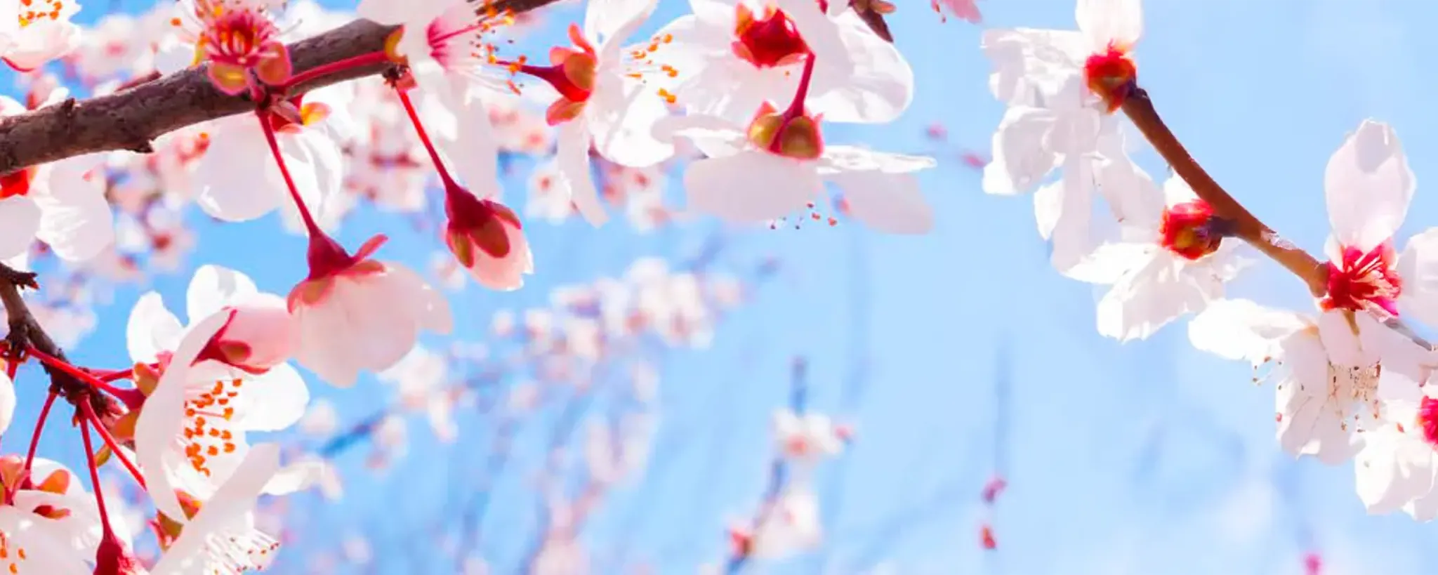 Almendras