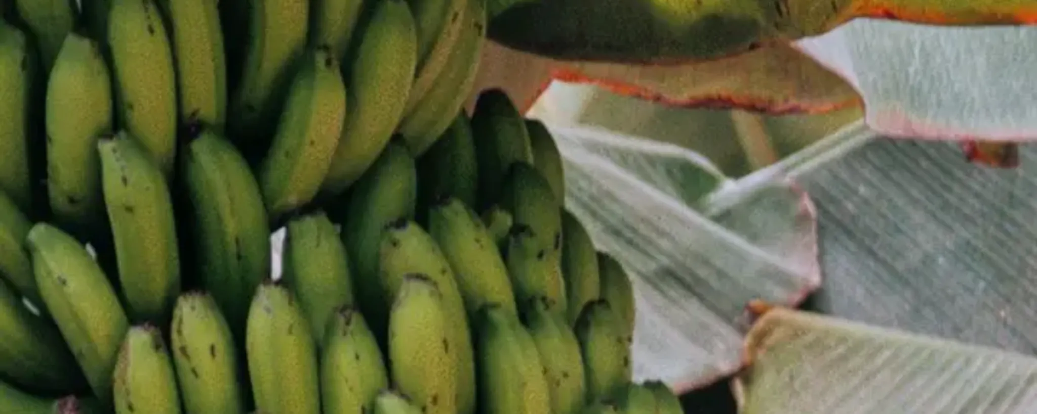 Bananas