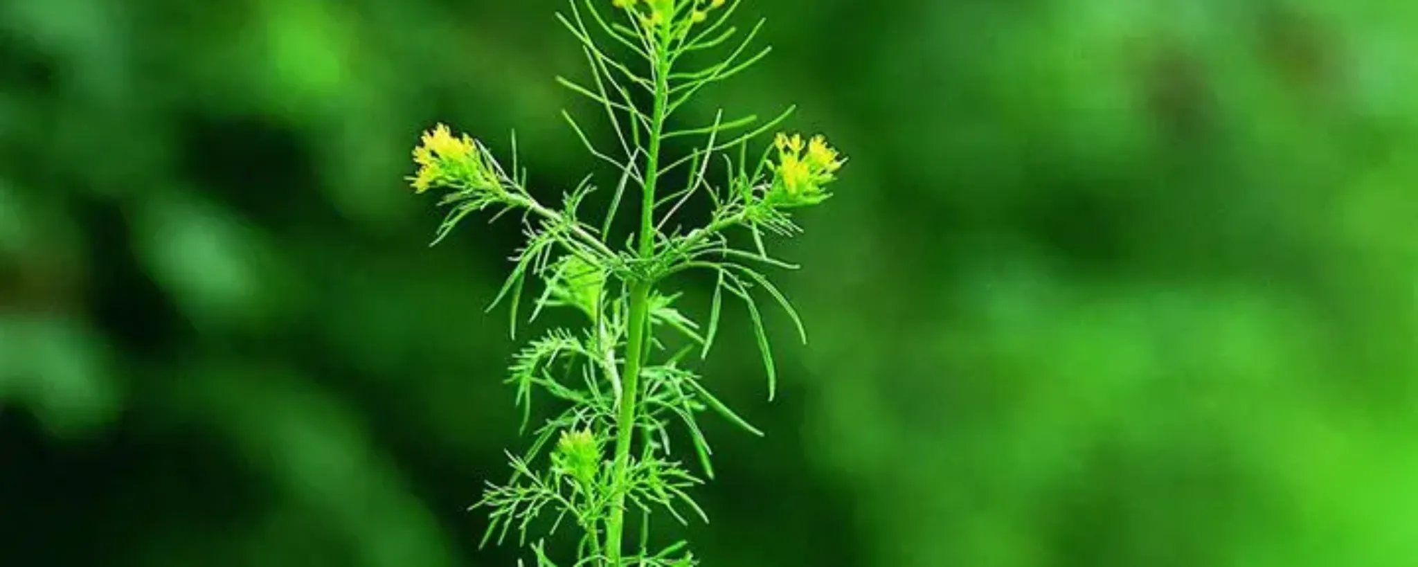 Plantas-medicinales