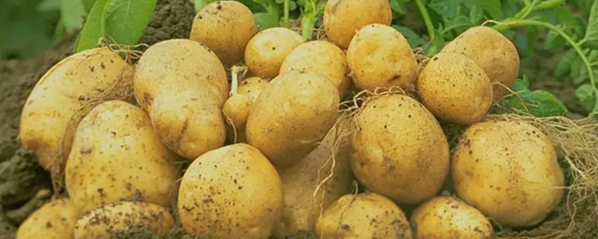 Patata