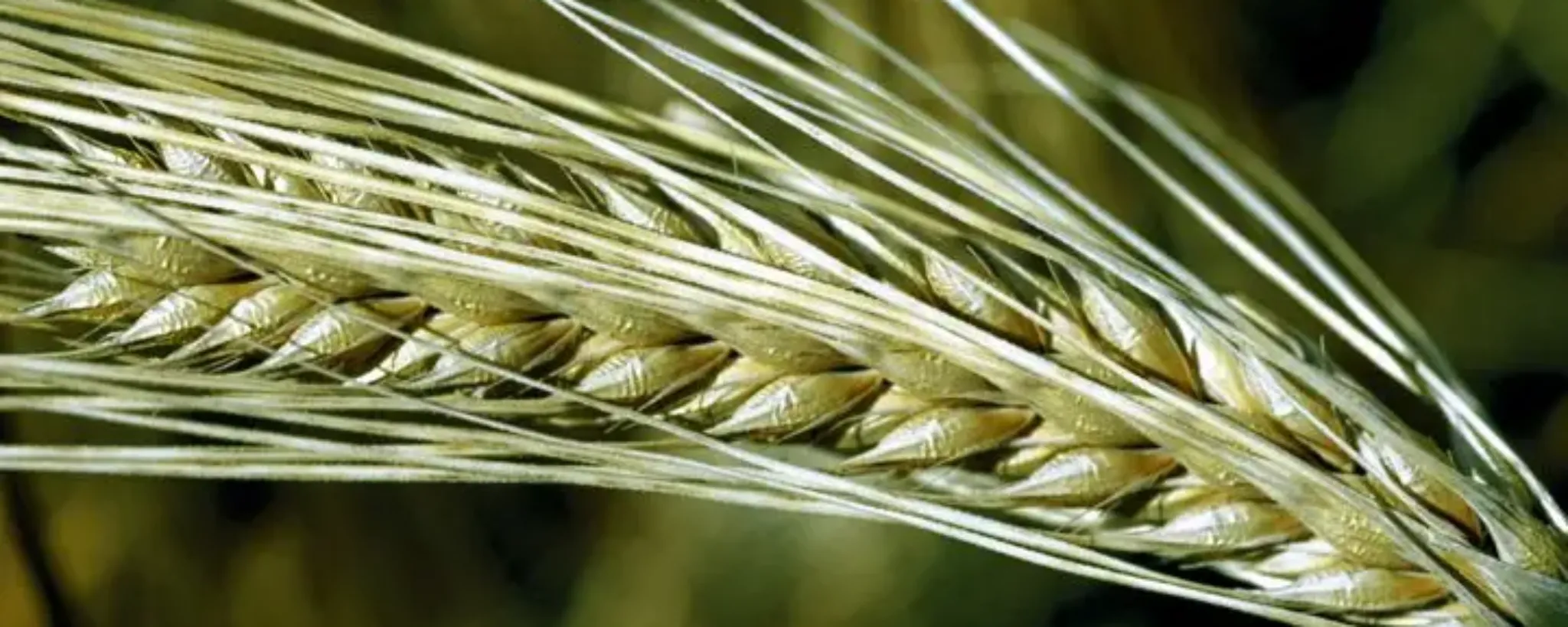 Triticale