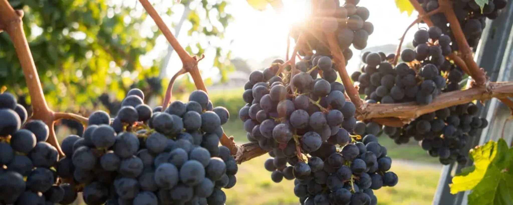 Uvas-pasas