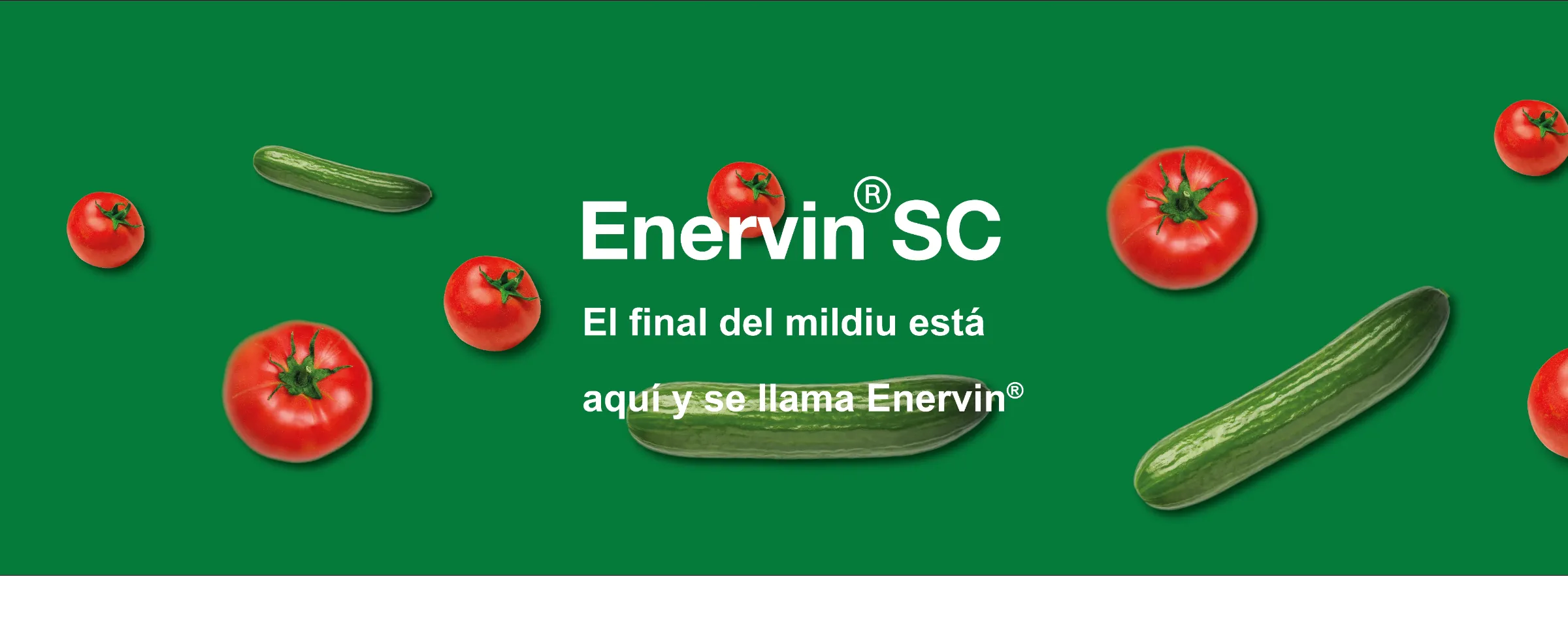 Header-Evervin-SC-campaña.-ai_2048x614