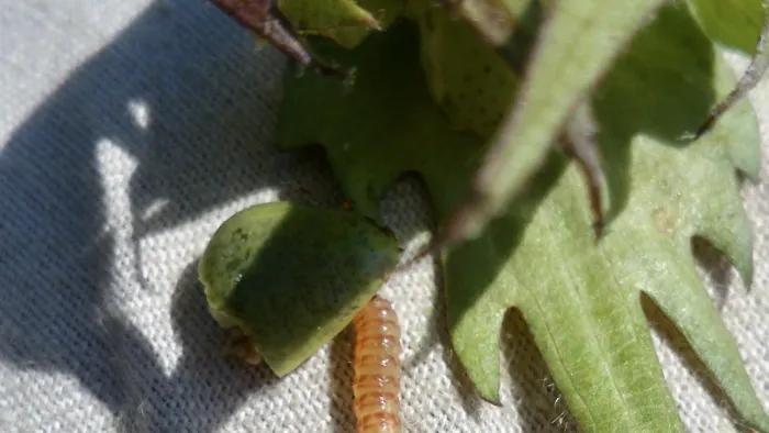 Larva de gusano rosado