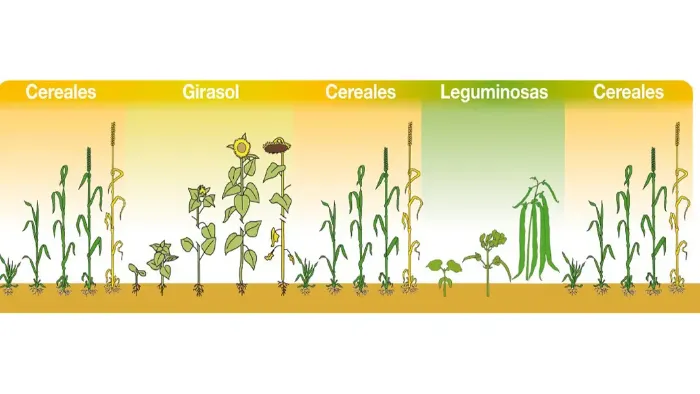   rotation-cultivos_agroportal-infographic